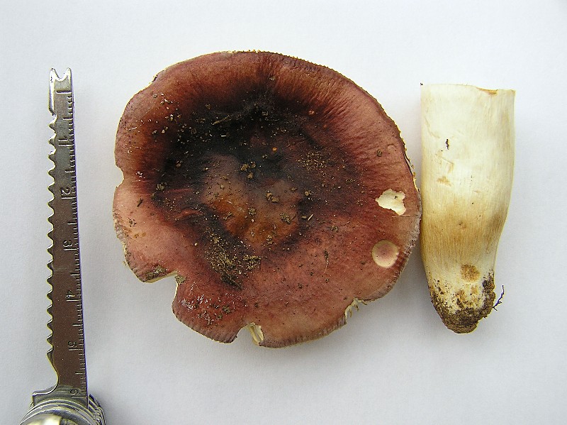 Kopie von P1010553.JPG