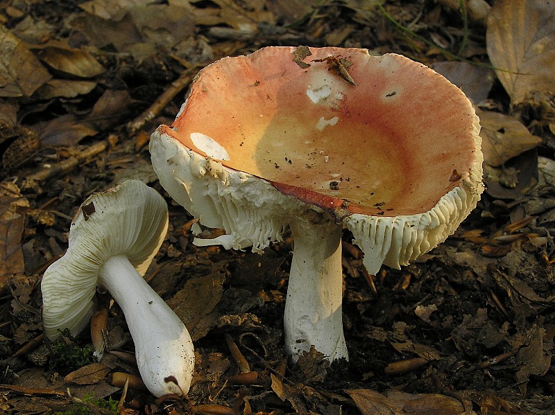 Kopie von P1010548.JPG