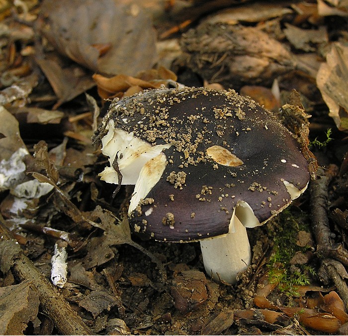 Kopie von P1010550.JPG