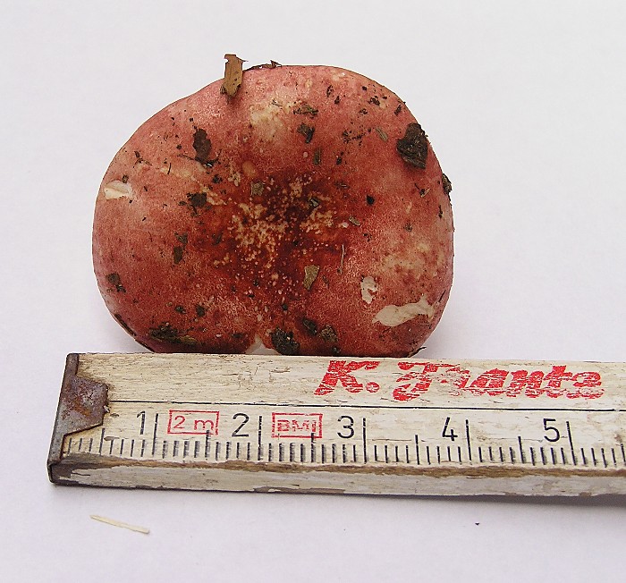 Kopie von P1010037.JPG