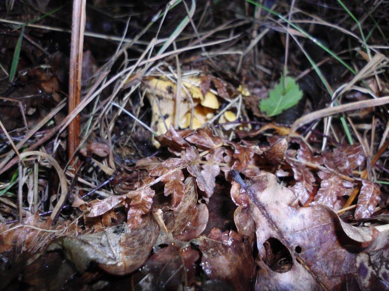 Pfifferlinge unter Eichenlaub