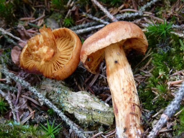 P1000248 Raukopf PFP.jpg