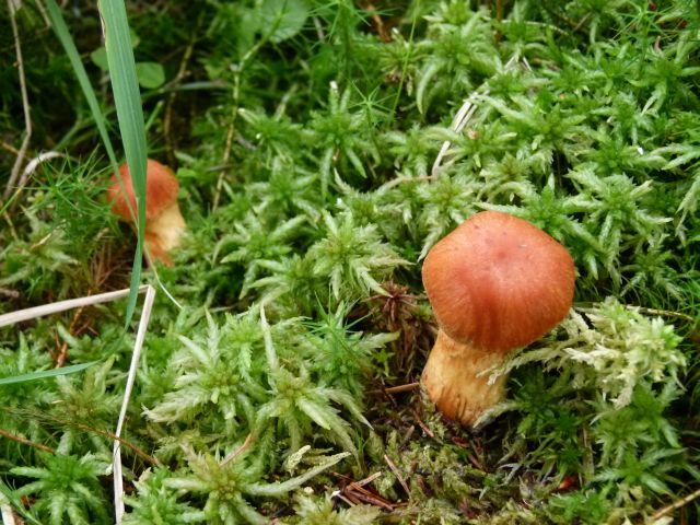 P1000256 Raukopf 2 PFP.jpg