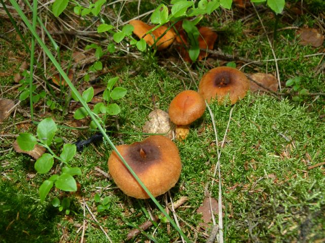 P1000259 Raukopf 3 PFP.jpg