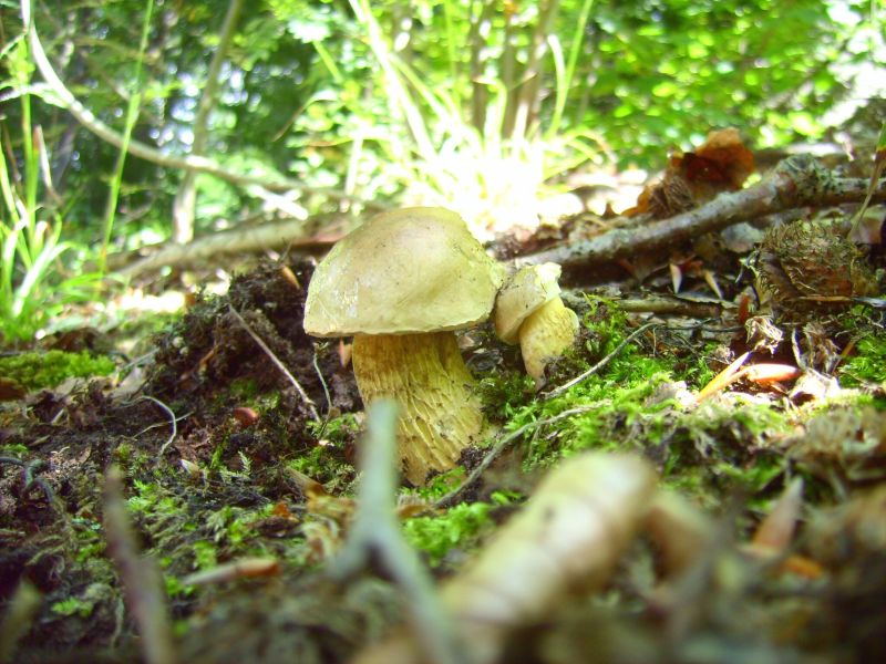 Boletus reticulates.jpg