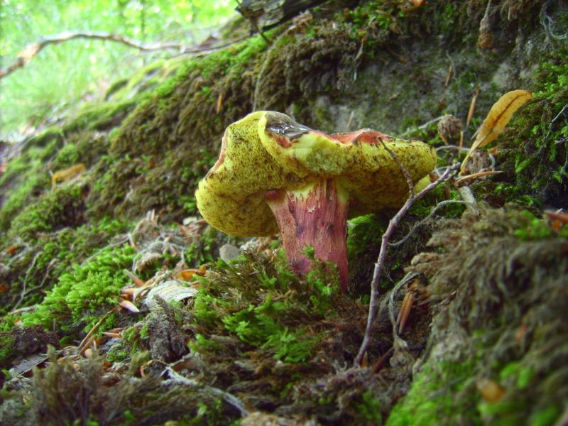 Xerocomus chrysenteron.jpg