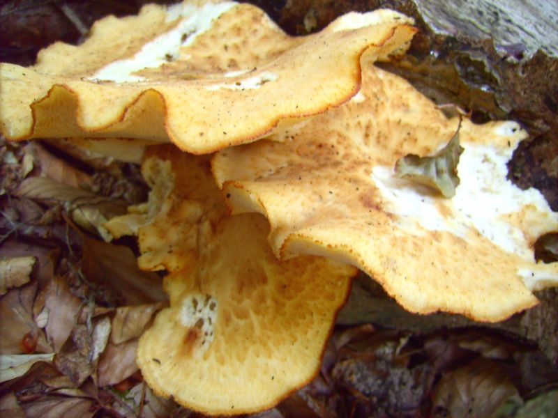 Polyporus squamosus.jpg