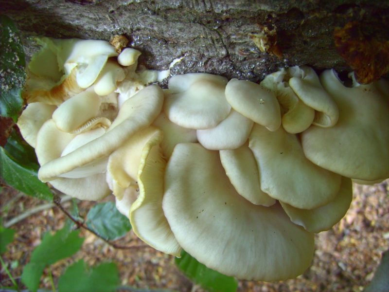 Pleurotus cornucopiae.jpg