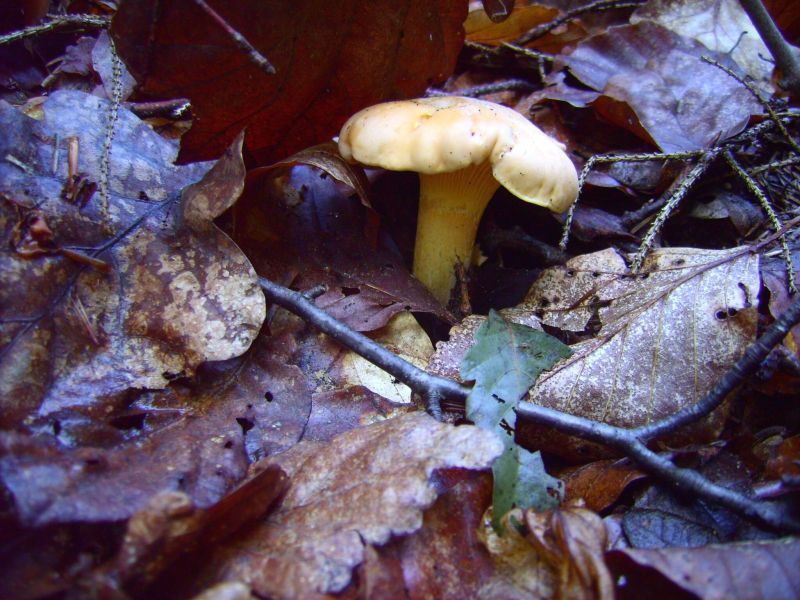 Cantharellus amethysteus.jpg