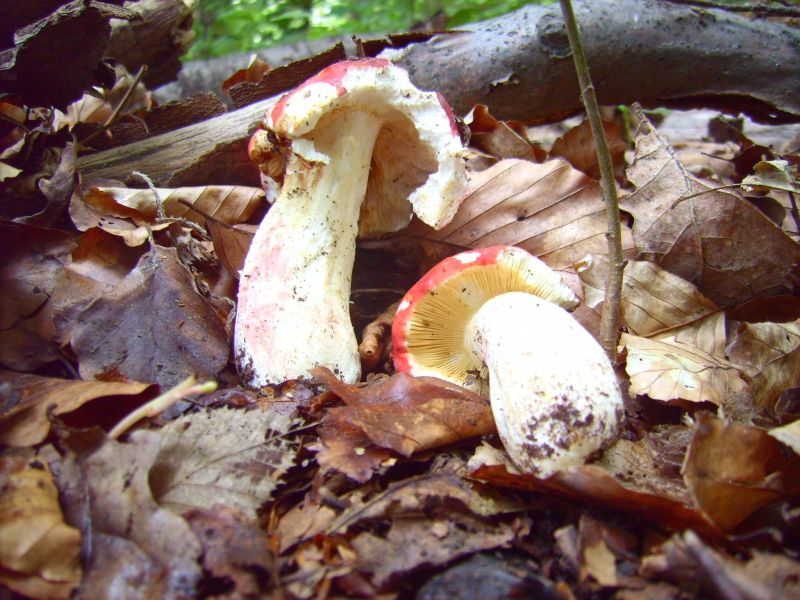Russula spec.jpg