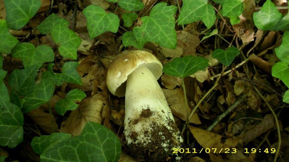 Steinpilz 16.7.11 -2.JPG