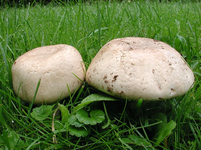 agaricus.jpg