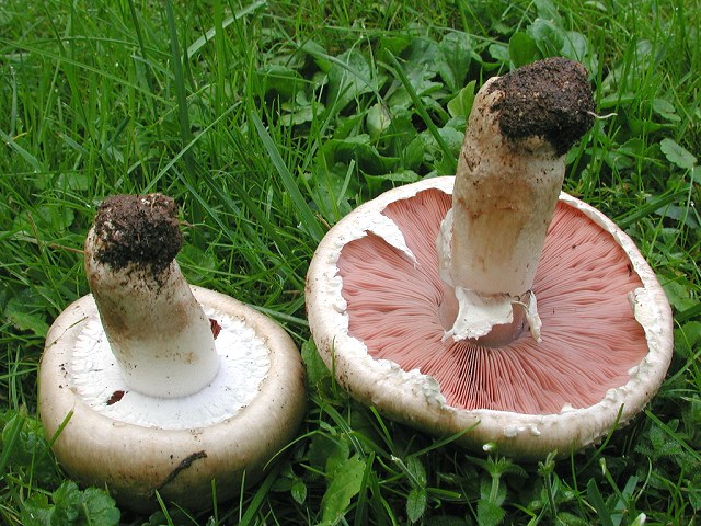 agaricus2.jpg