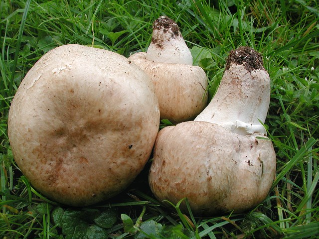 agaricus3.jpg