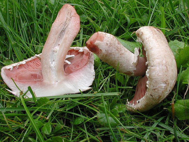 agaricus4.jpg