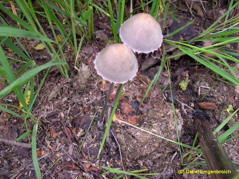 Panaeolus papilionaceus-a.jpg