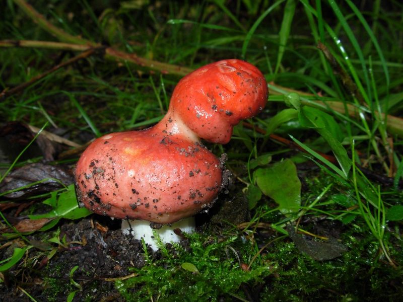Russula lepida.jpg