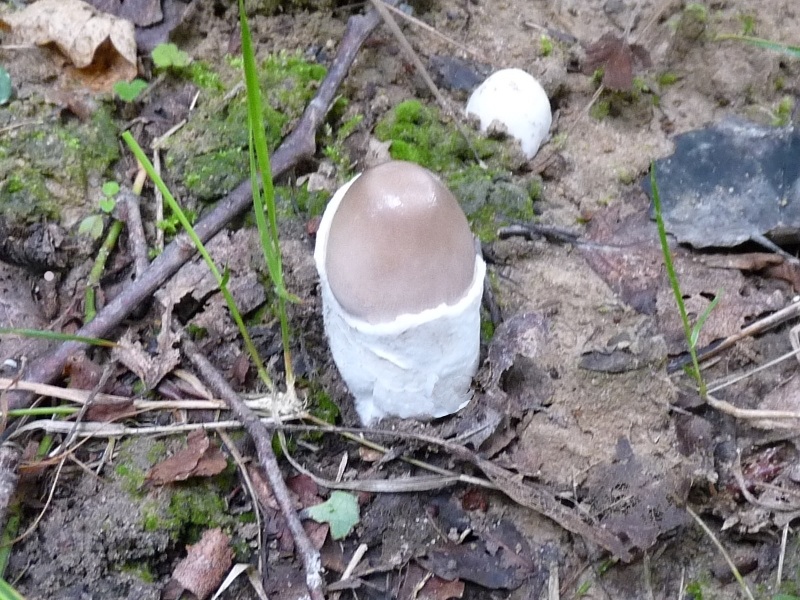 P1030367 2 junge Pilze. 800 red .JPG