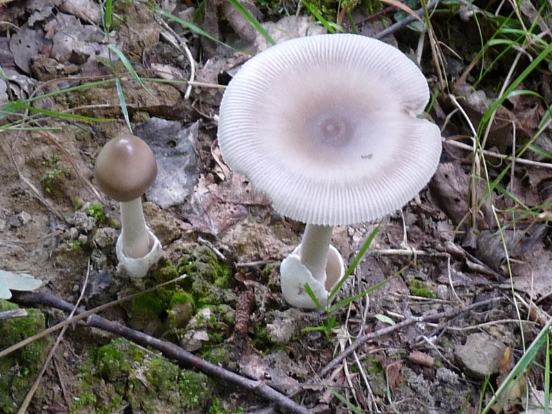 P1030414 2 junge Pilze, 1 Tag spaeter 800 red .JPG