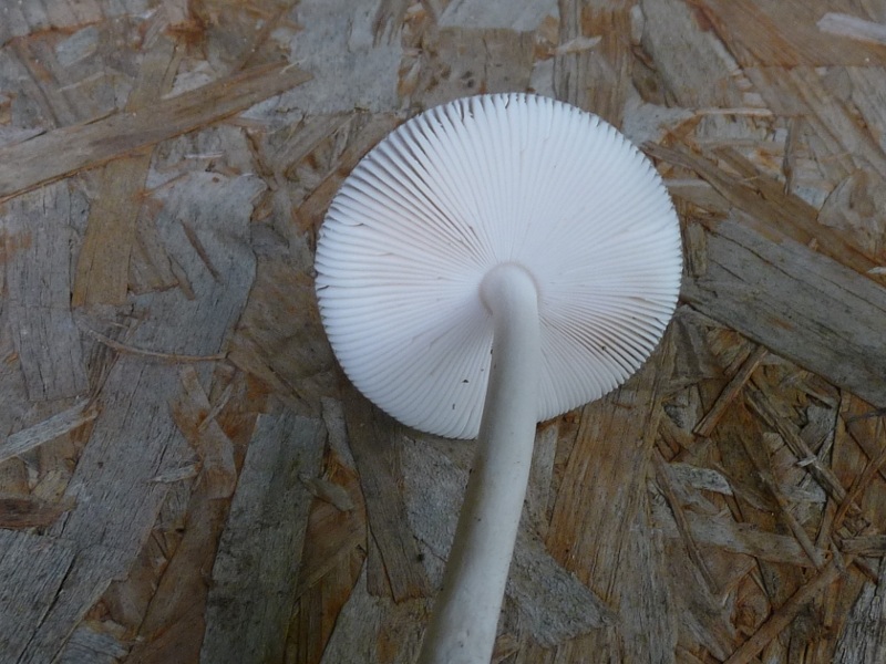 P1030381 Schl. Pilz Hutunterseite red .JPG