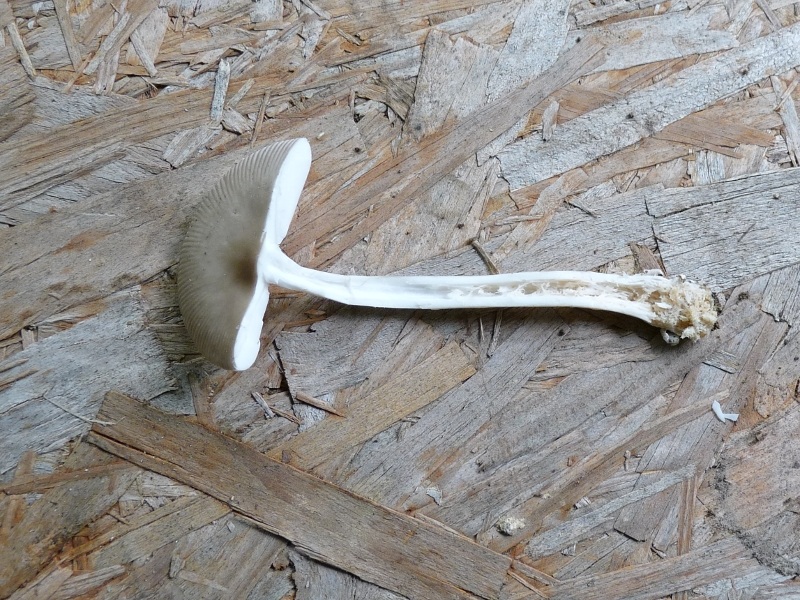 P1030393 Schl. Pilz Schnitt Hut Stiel 800 red .JPG