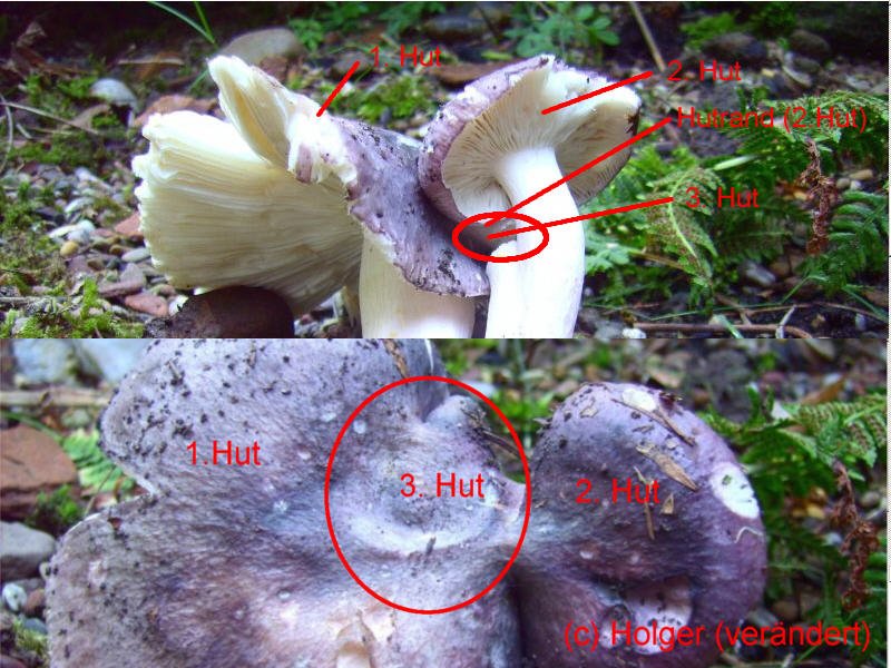 VerwachsungRussula(Holger).jpg