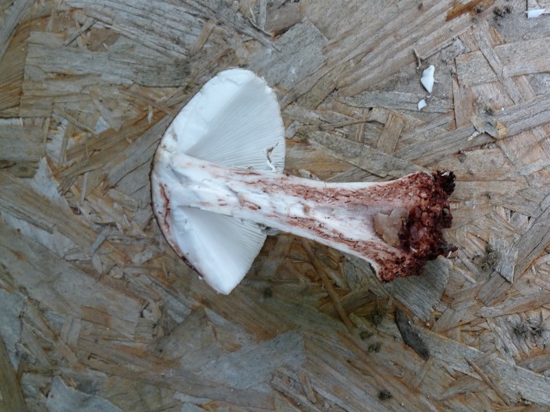 P1030407 Perl 800 red .JPG