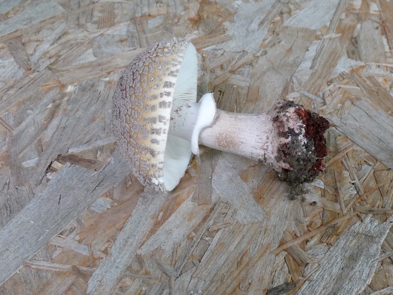 P1030400 Perl scal 800 red .JPG