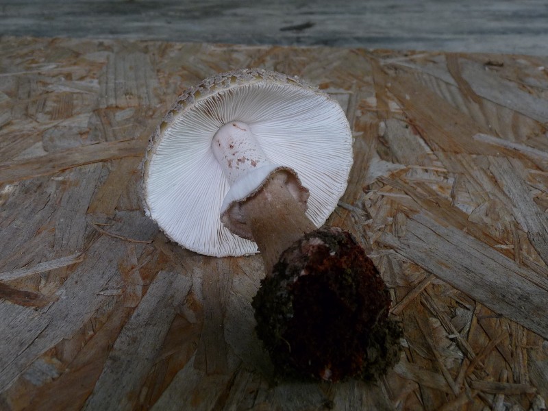 P1030399 Perl scal 800 red .JPG