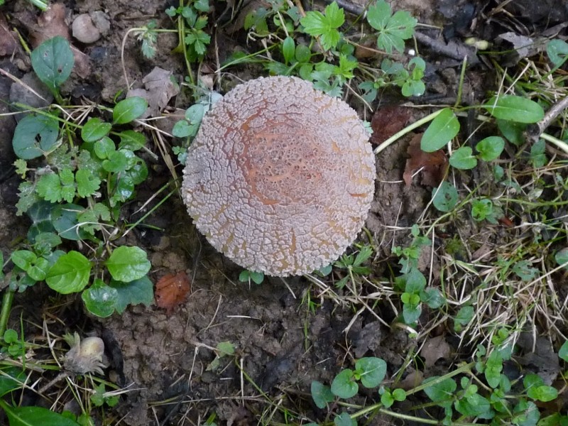 P1030396 Perl 800 red .JPG