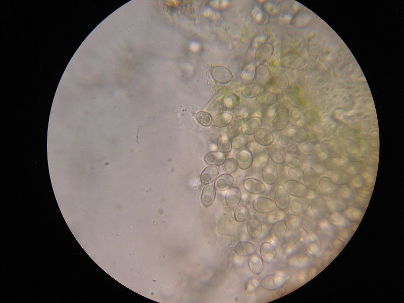 1000er Barwedel (1).JPG