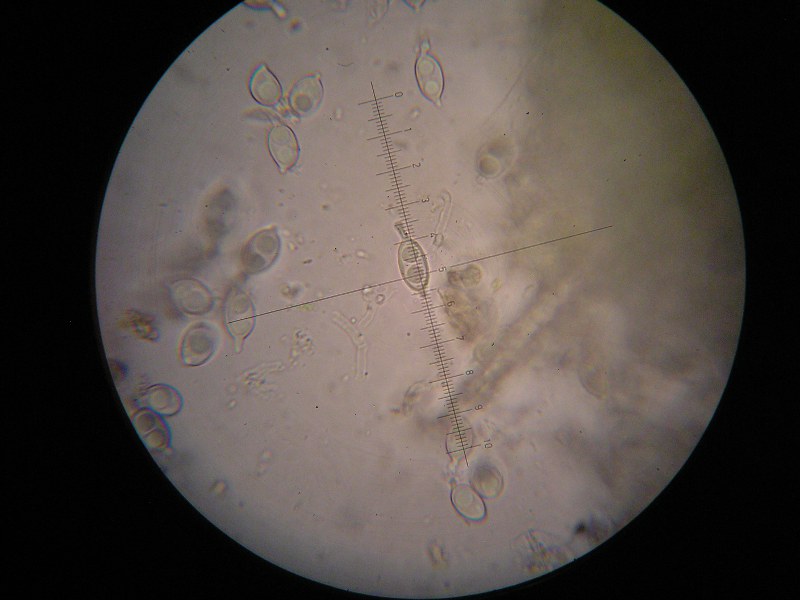 1000er Barwedel (7).JPG