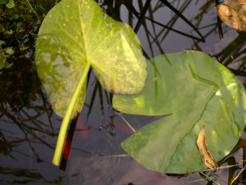 4-Rhamphospora nymphaeae-1.7.7.2.1.1i.JPG