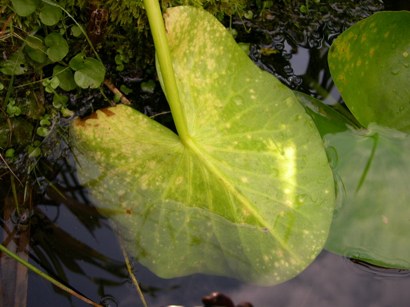 4-Rhamphospora nymphaeae-1.7.7.2.1.1j.JPG