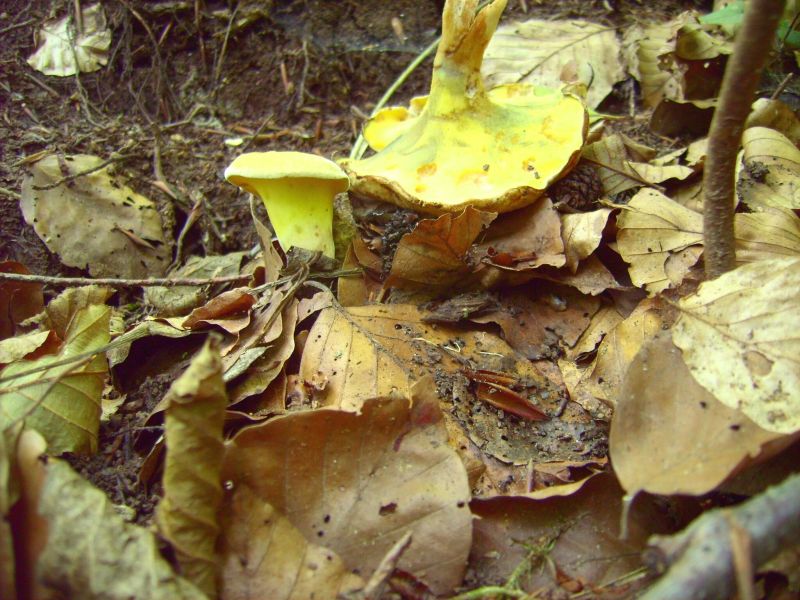 Gyrodon lividus 2.jpg