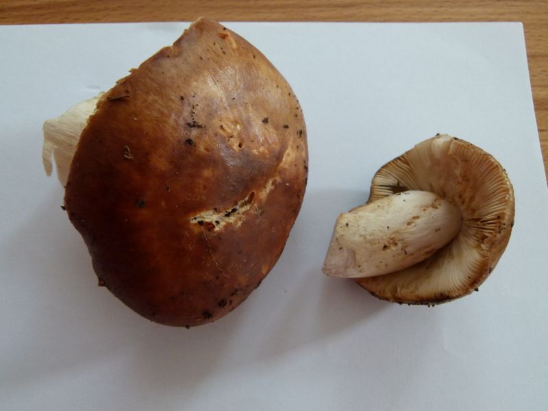 Wieseltäubling Forum.jpg