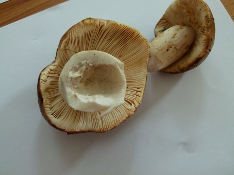 Wieseltäubling 2 Forum.jpg