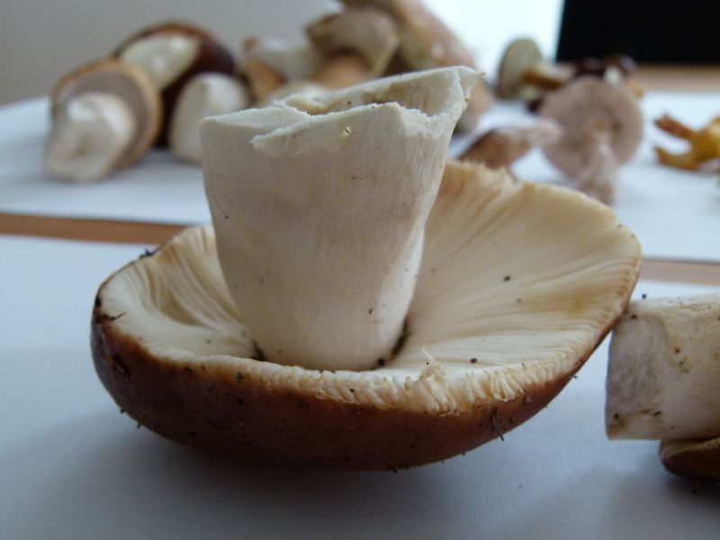 Wieseltäubling 3 Forum.jpg