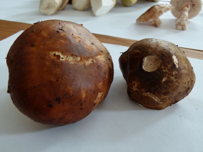 Wieseltäubling 4 Forum.jpg