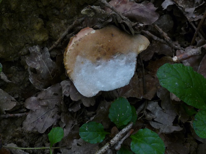 P1030447 Goldschimmel 800 red .JPG