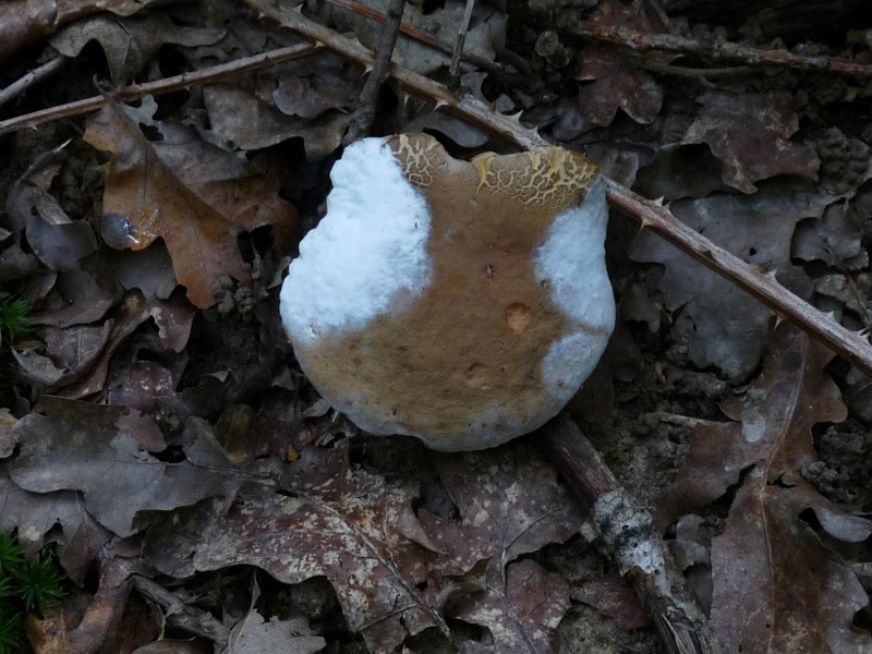 P1030449 Goldschimmel 800 red .JPG