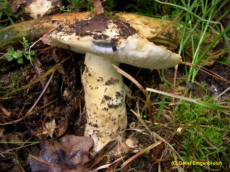 Gyroporus cyanescens-a.JPG