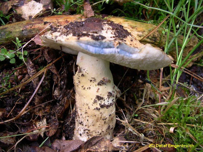 Gyroporus cyanescens-b.JPG