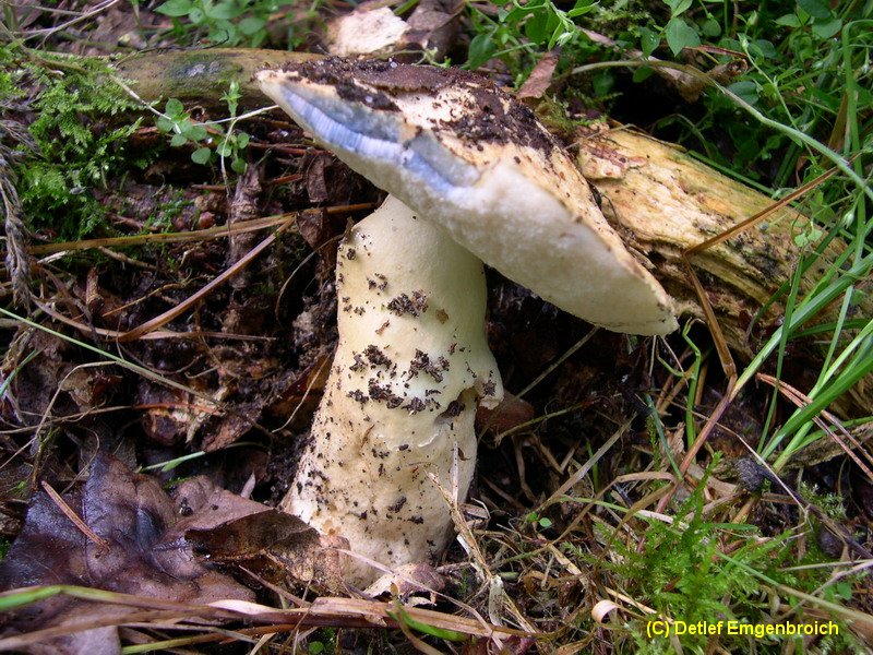 Gyroporus cyanescens-c.JPG