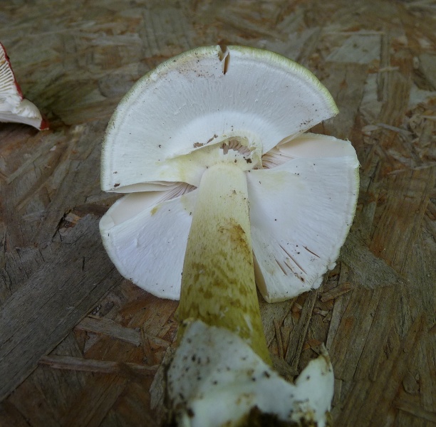 P1030465 Täubling oder was 600 red .JPG