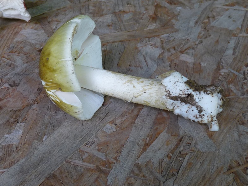 P1030471 Täubling oder was 800 red .JPG