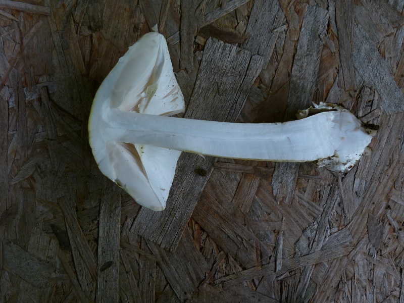 P1030472 Täubling oder was 800 red .JPG