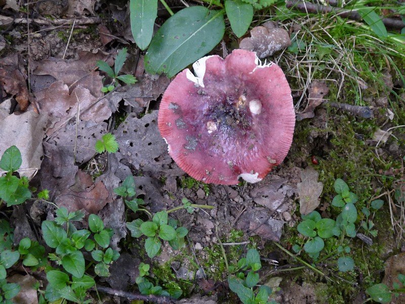 P1030431 Roter Hut 800 red .JPG