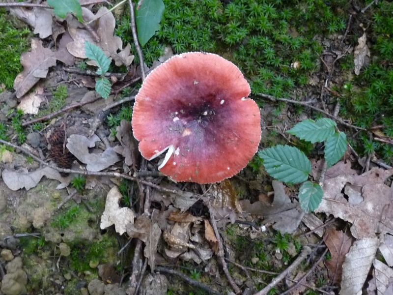 P1030453 Roter Hut 800 red .JPG
