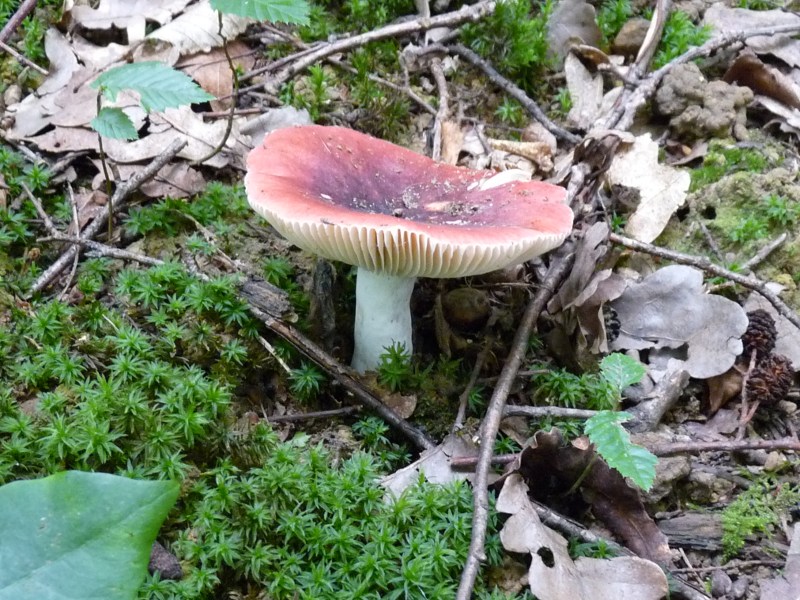 P1030455 Roter Pilz 800 red .JPG